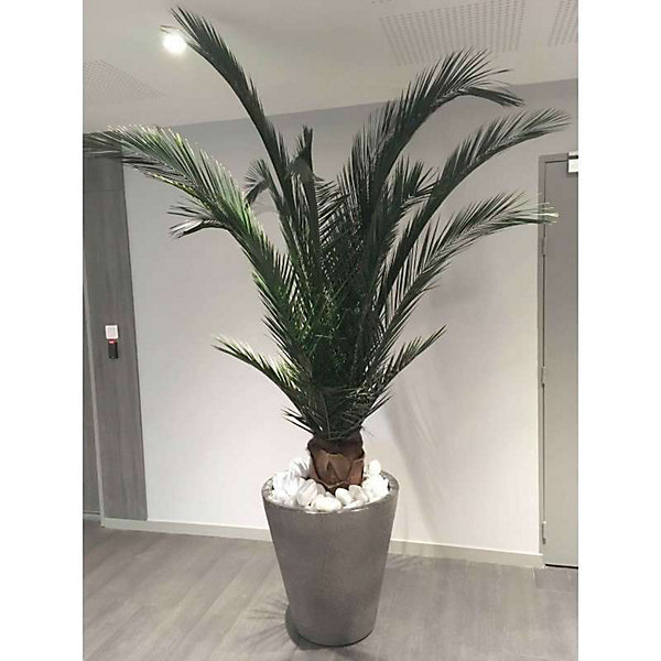 Palmier Naturel StabiliséPhoenix - Palmier Stabilisé - Palmier d'Intérieur - 200 cm