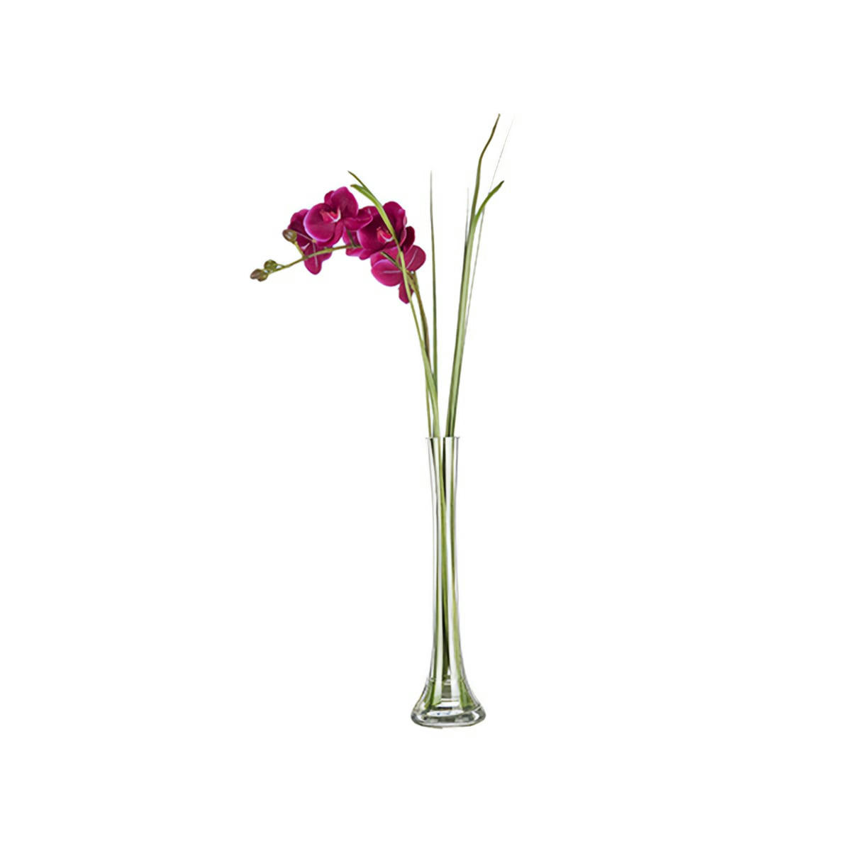 - Orchidée en illusion d'eau
