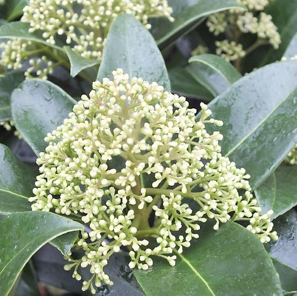 2 x Skimmia du Japon 'Fragrant Cloud' - Skimmia japonica 'Fragrant Cloud'- 30-35 cm pot
