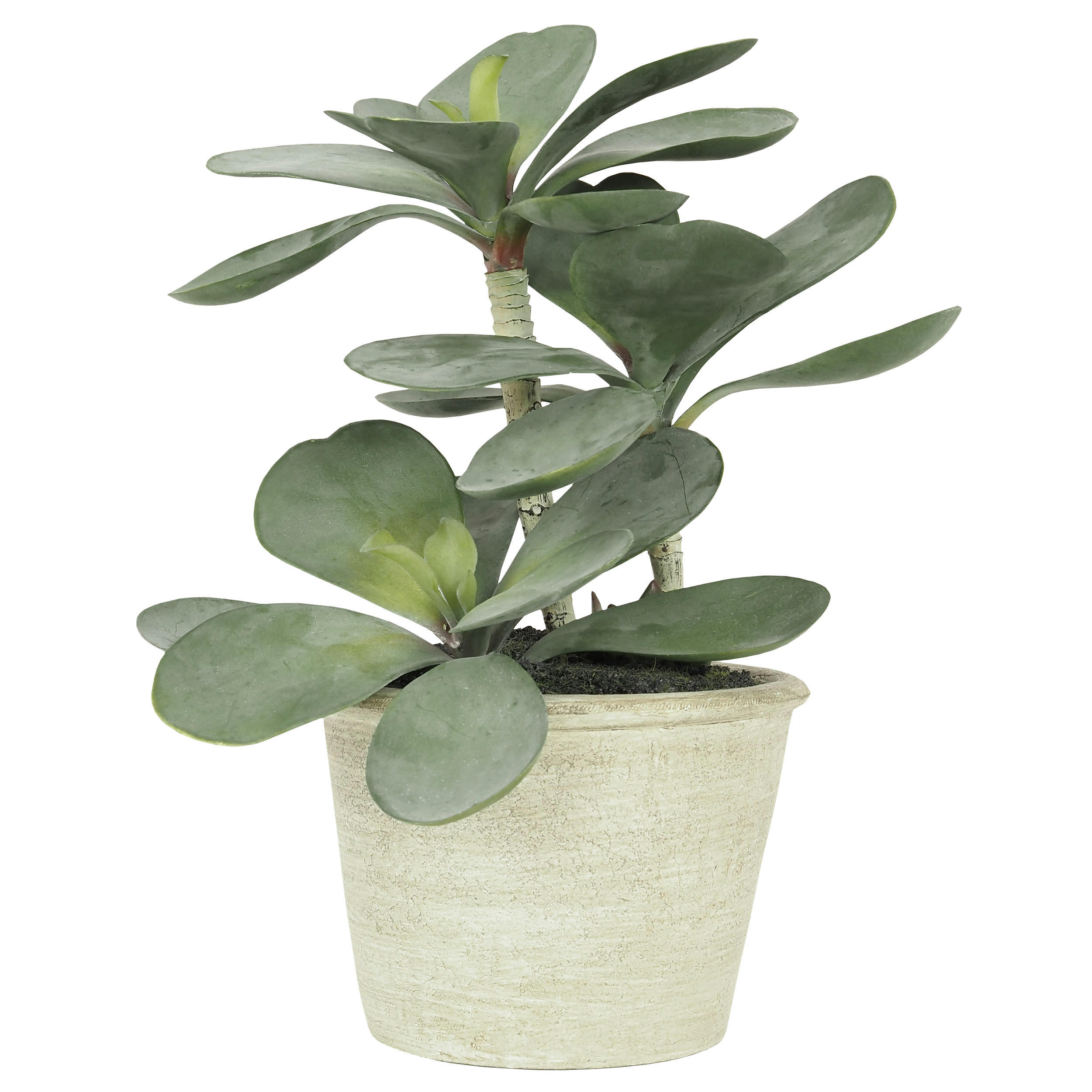 - Succulente artificielle arbre de jade 30cm