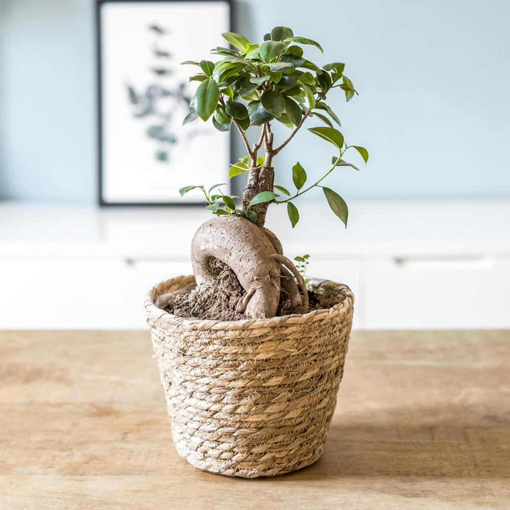 - Plante d'intérieur : le ficus microcarpia ginseng + Cache-pot