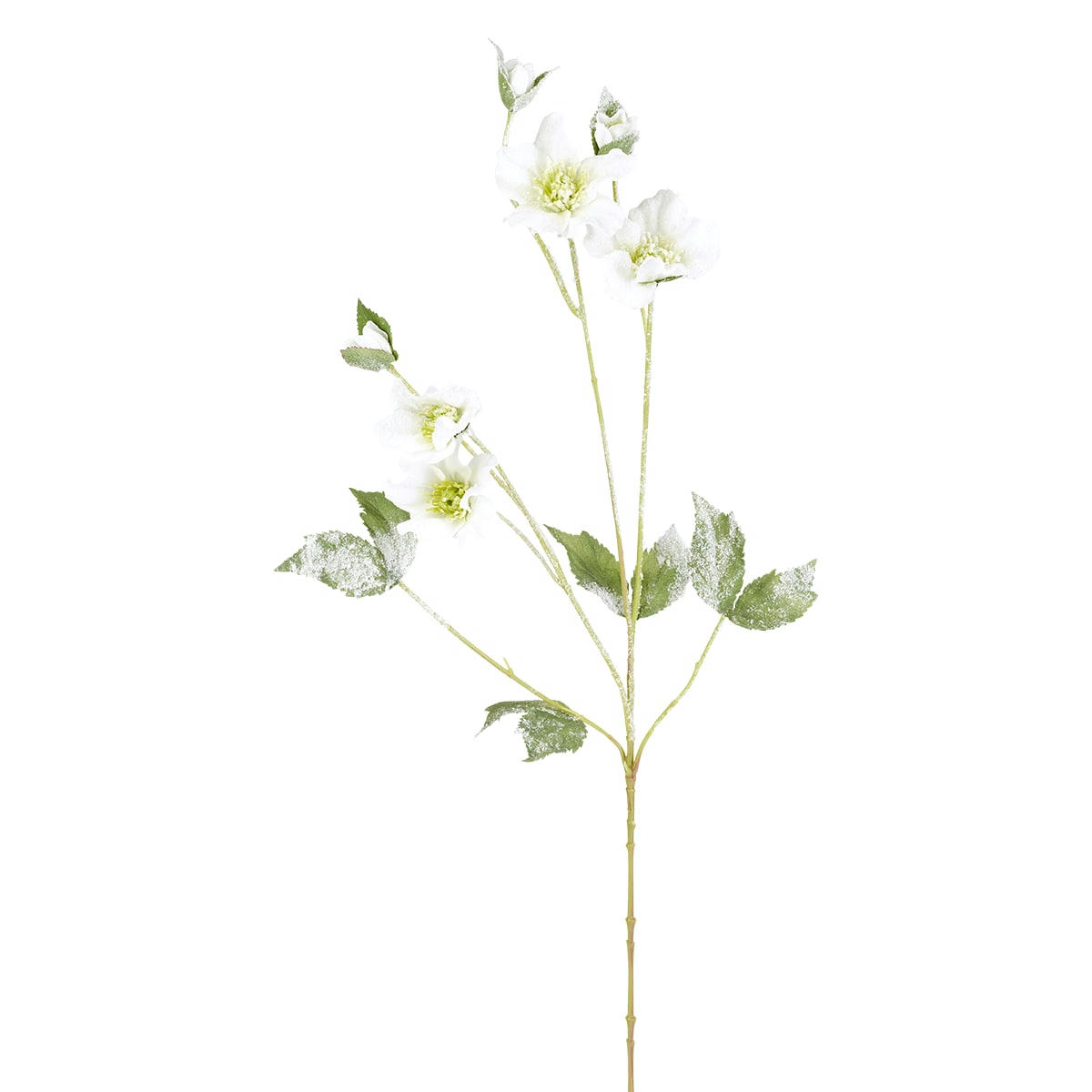 NIGER - Helleborus niger givré