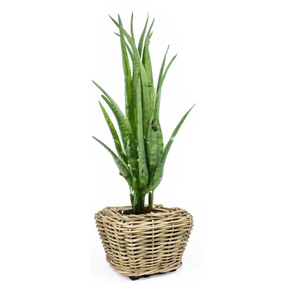 V/d Leeden Planten mand - rechthoekig - rotan - riet - 48x48x37cm