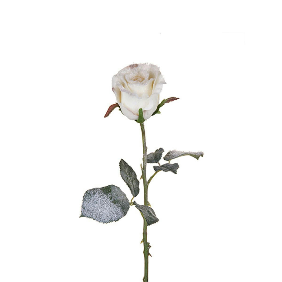 - Rose enneigée