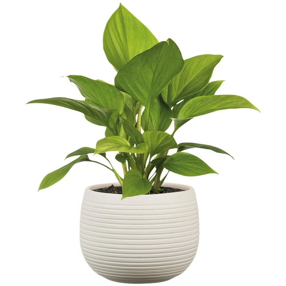 Übertopf »LINARA«, Breite: 23,5 cm, creme, Keramik