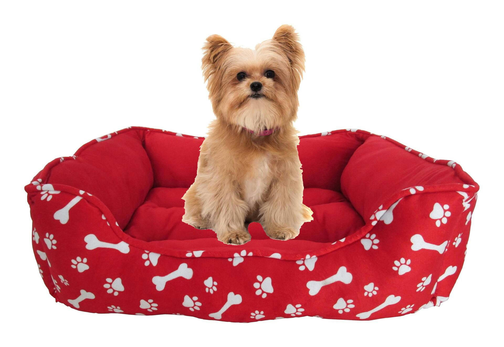 PAWS UP! Rectangle Dog Bed, 27-in x 23-in, Red