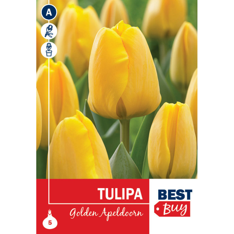 Bulbes de tulipes Golden Apeldoorn 10 pièces