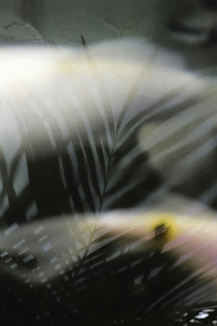DIAPHANE - Photographie d'art de Zoé Pignolet 40x60 cm sur alu