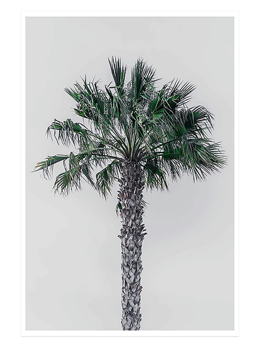- Affiche coconut palm sans cadre 30x45cm