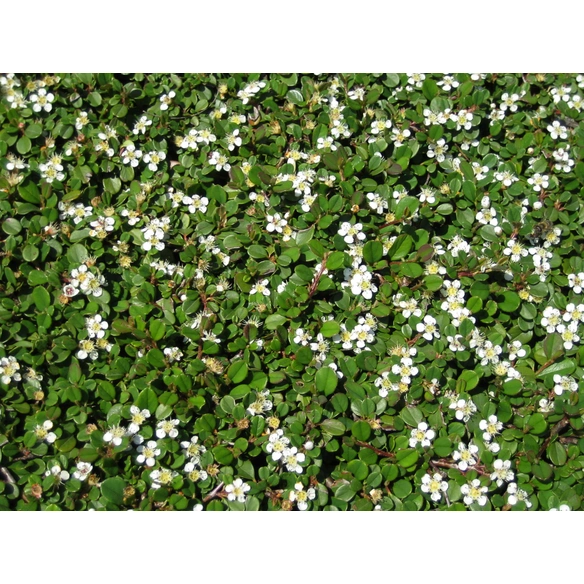 Zwergmispel, Cotonaster dammeri »Streibs Findling«, Blattfarbe: grün, Blüte: weiß