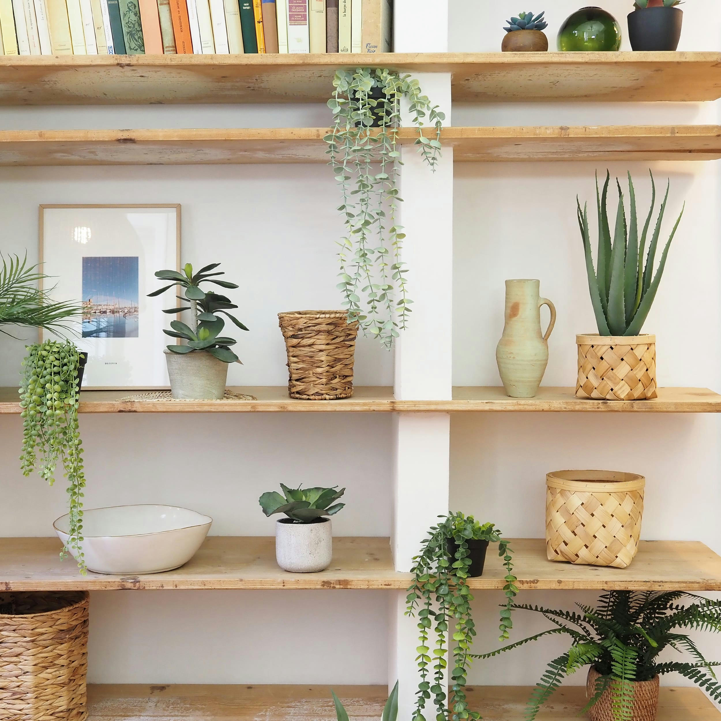 - Succulente artificielle arbre de jade 30cm