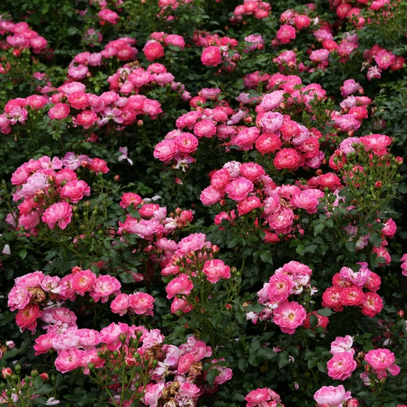 Zwergrose, Rosa »Charmant®«, Blüten: rosa