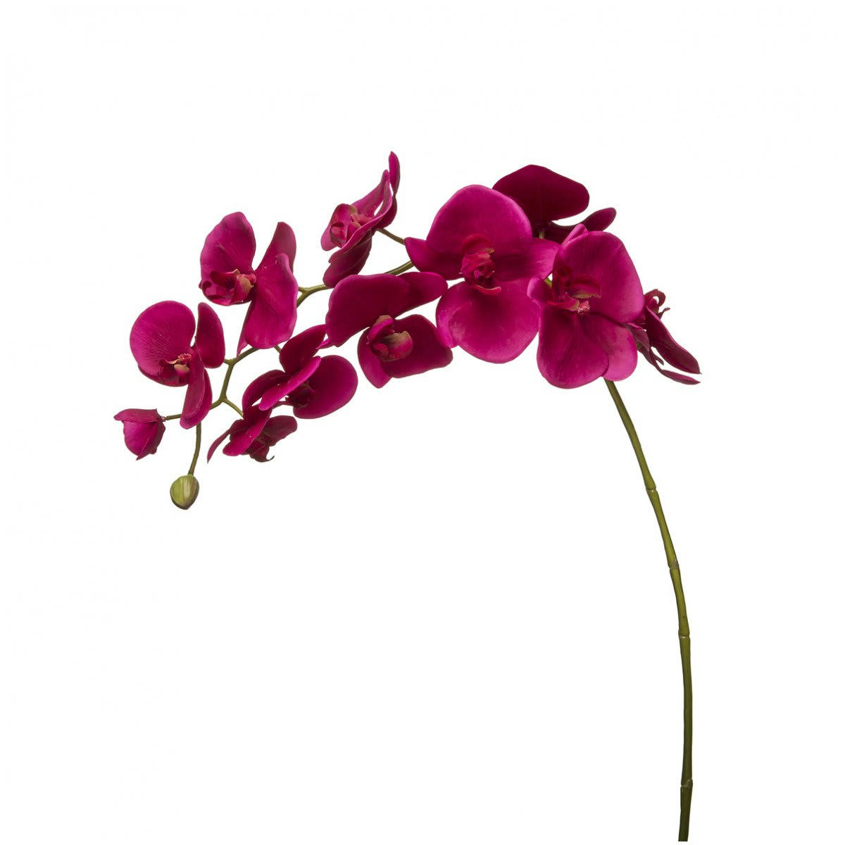 FOREVER - Orchidée Phalaenopsis Forever H100cm