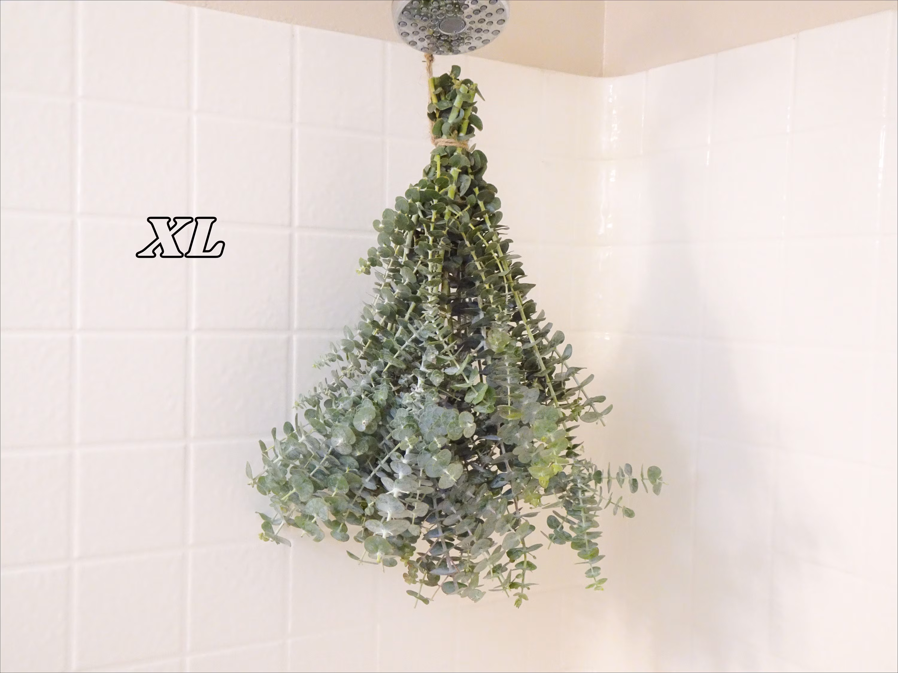 Large Fresh Eucalyptus Shower Bundle, Eucalyptus Shower Plant, Eucalyptus Shower Bundle, Eucalyptus , Real Eucalyptus, Eucalyptus Shower