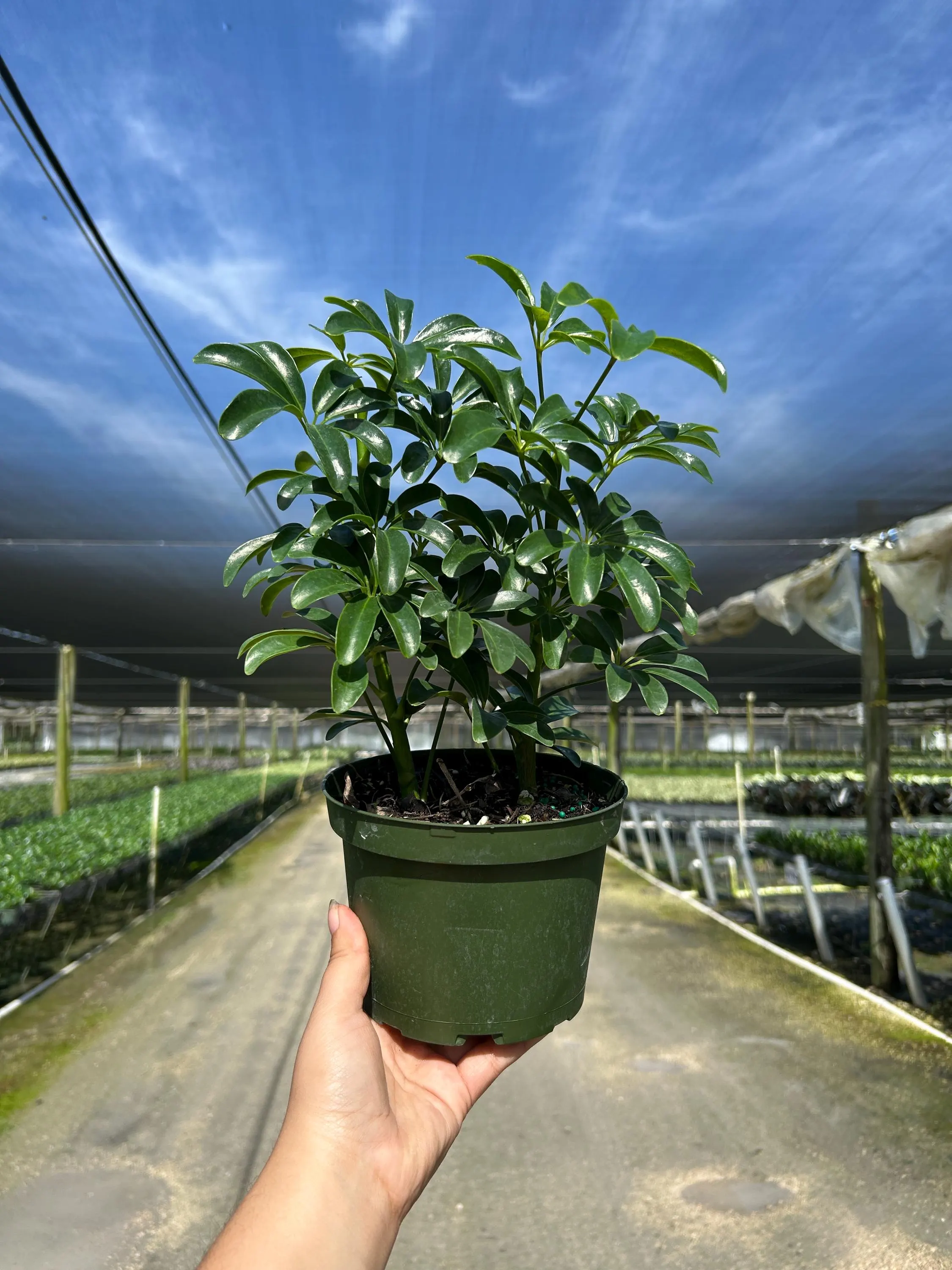 Arboricola Mini | Dwarf Umbrella Tree | Live Indoor & Outdoor Tropical Houseplant | Home Office Decor | Easy Care Plant in 4