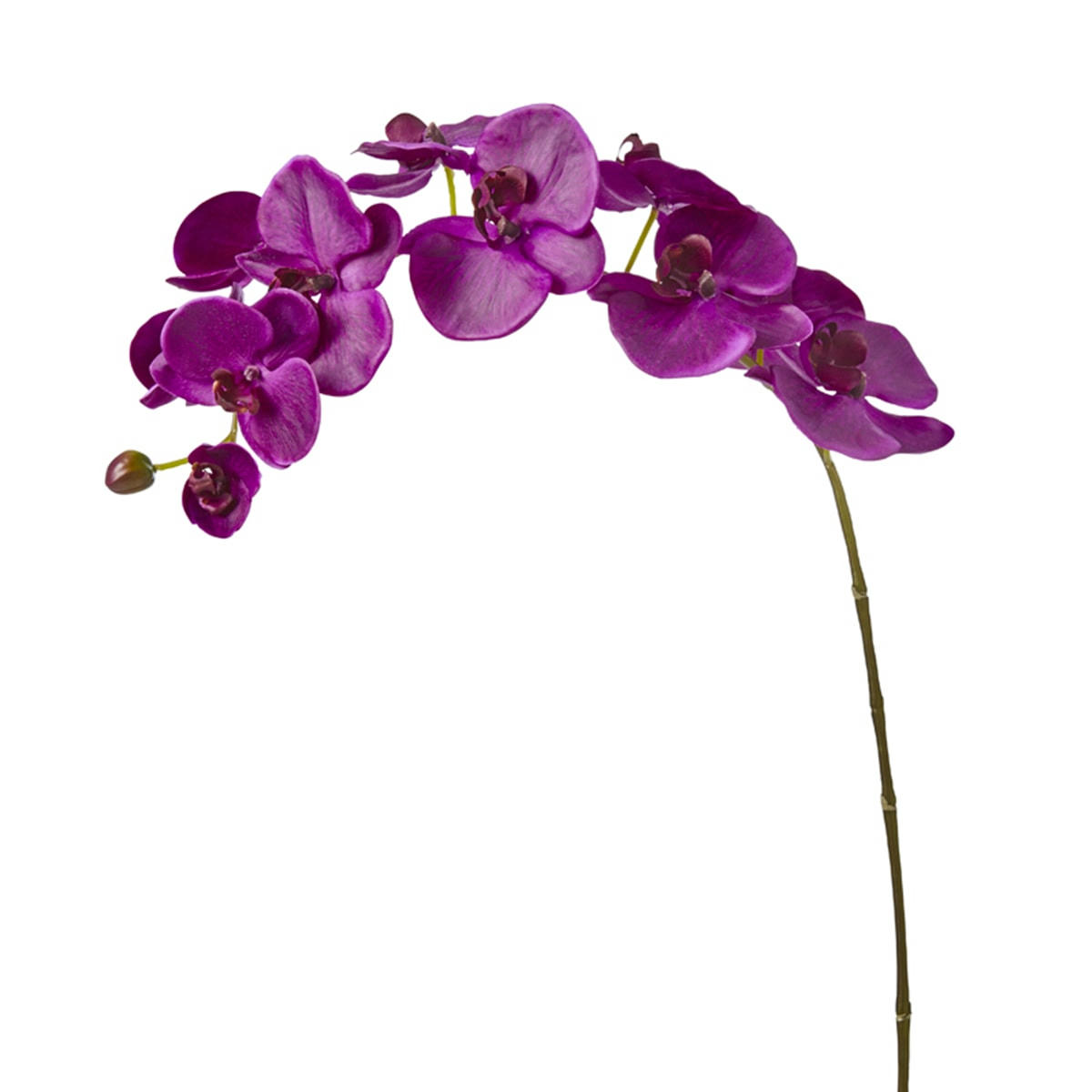 FOREVER - Orchidée Phalaenopsis Forever H100cm