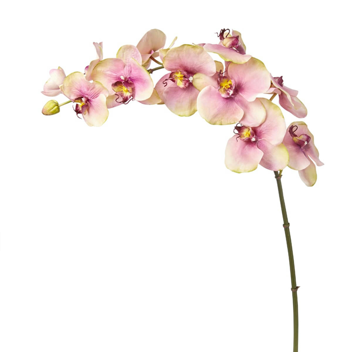 BUDY - Orchidée Phalaenopsis Budy H104cm