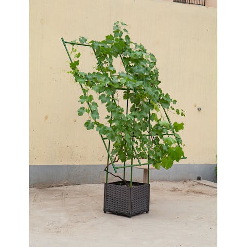 SOGA 160cm Rectangular Inclined Plant Frame Tube Pergola Trellis Vegetable Flower Herbs Outdoor Vine Support Garden Rack