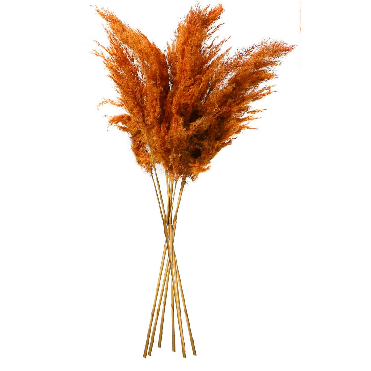 - Fleur séchée de pampa couleur terracotta 10 Branches H75cm