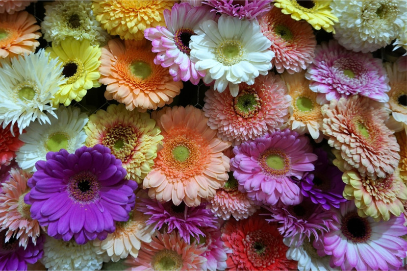 Fototapeta KOLOROWE Kwiaty Gerbery Wzór 3D 90x60cm