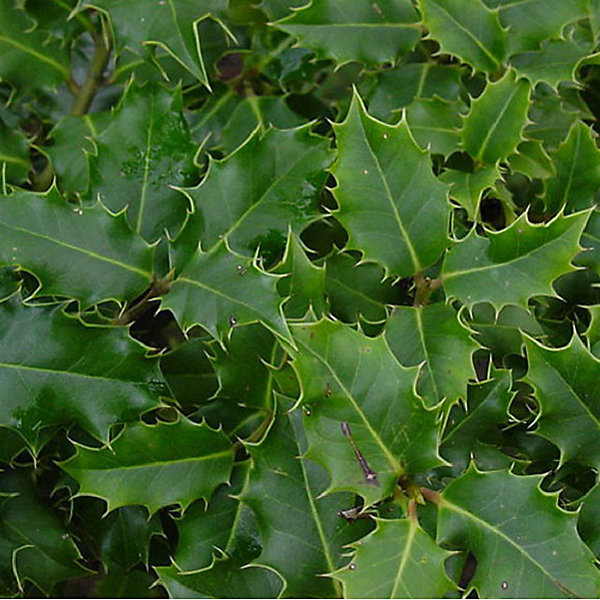 2 x Houx commun - Ilex aquifolium- 40-60 cm pot