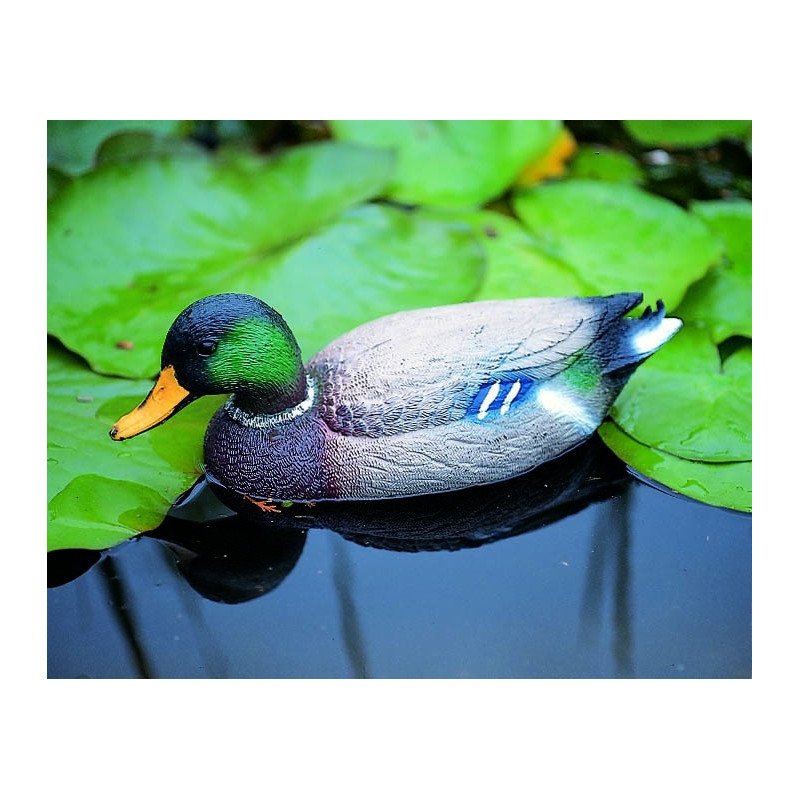 Colvert flottant pour bassin