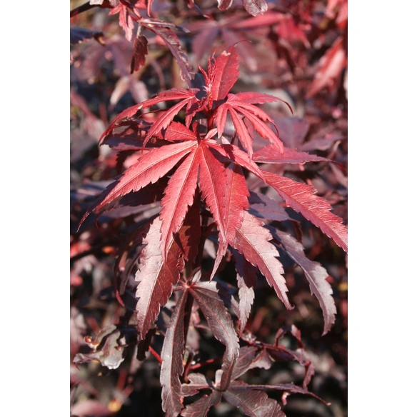 Roter Fächer-Ahorn, Acer palmatum »Skeeters Broom«, Blätter: dunkelrot