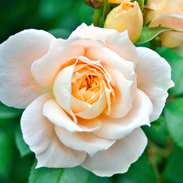 Beetrose, Rosa »Lions-Rose®«, Blüte: cremeweiß, gefüllt