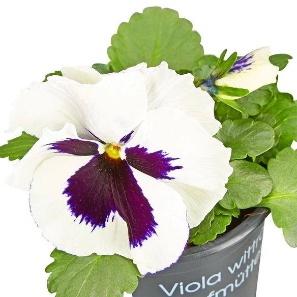 Stiefmuetterchen, Viola x wittrockiana, Blütenfarbe: mehrfarbig