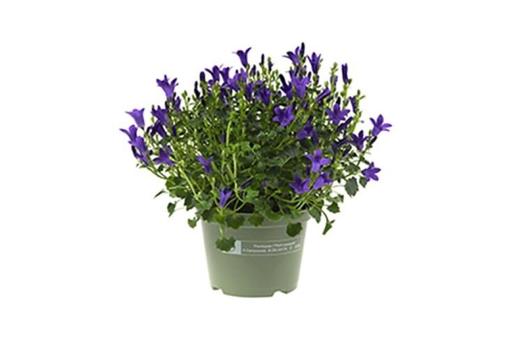 CAMPANULA BLÅ POTTE 10,5CM
