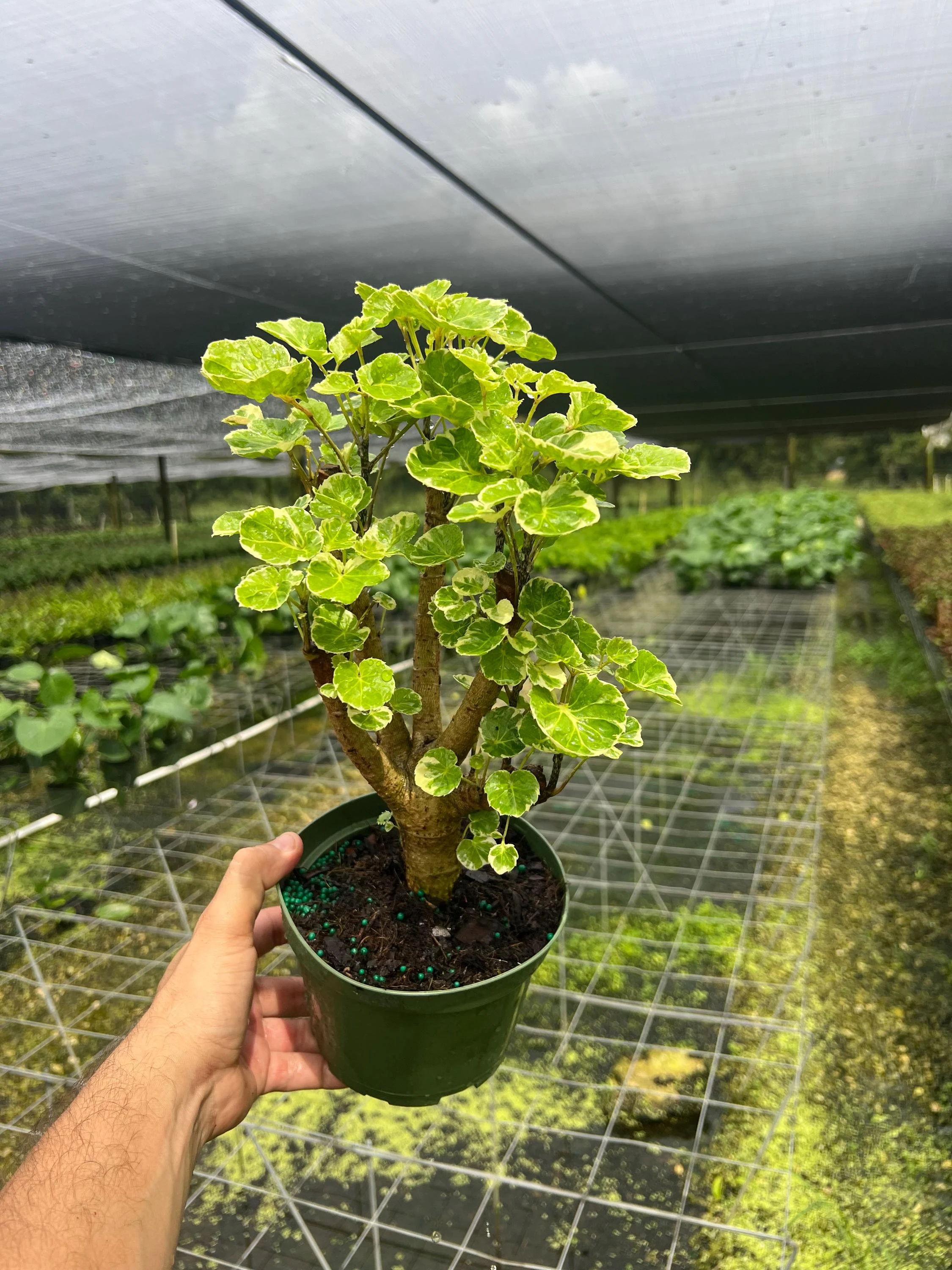 Aralia Balfour Variegated Bonsai Tree | Live Indoor & Outdoor Tropical Houseplant | Home and Office Decor | Easy Care Plant in 4