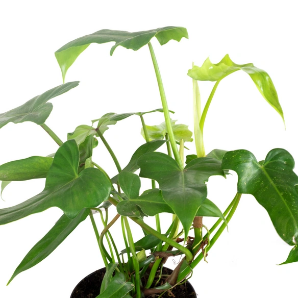 Baumfreund, Philodendron