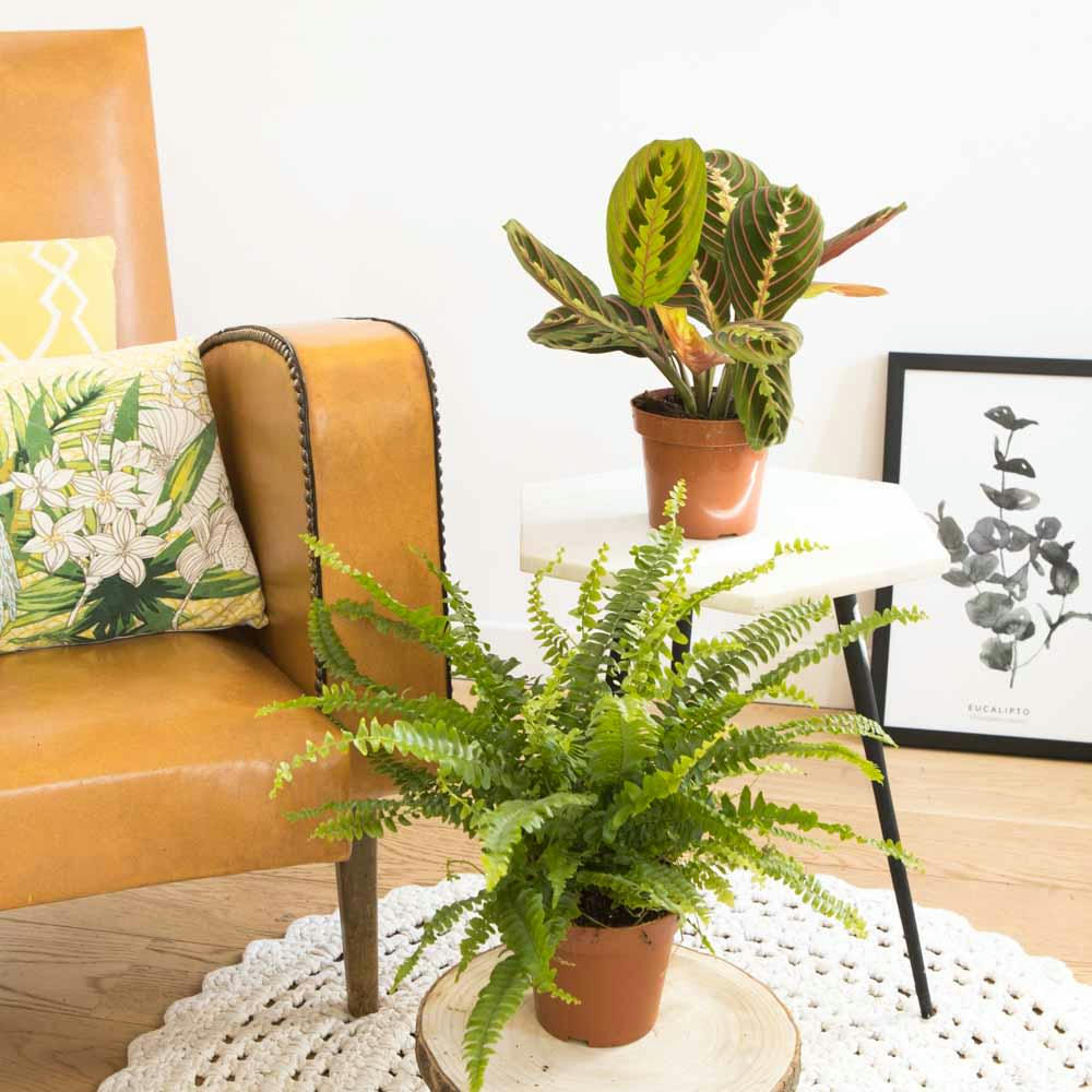 PLANTES DÉPOLLUANTES - Lot de 2 plantes dépolluantes sans cache-pot