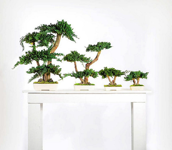Bonsaï procumbens naturel stabilisé - Arbre Stabilisé - Plante d'Intérieur - 50 cm