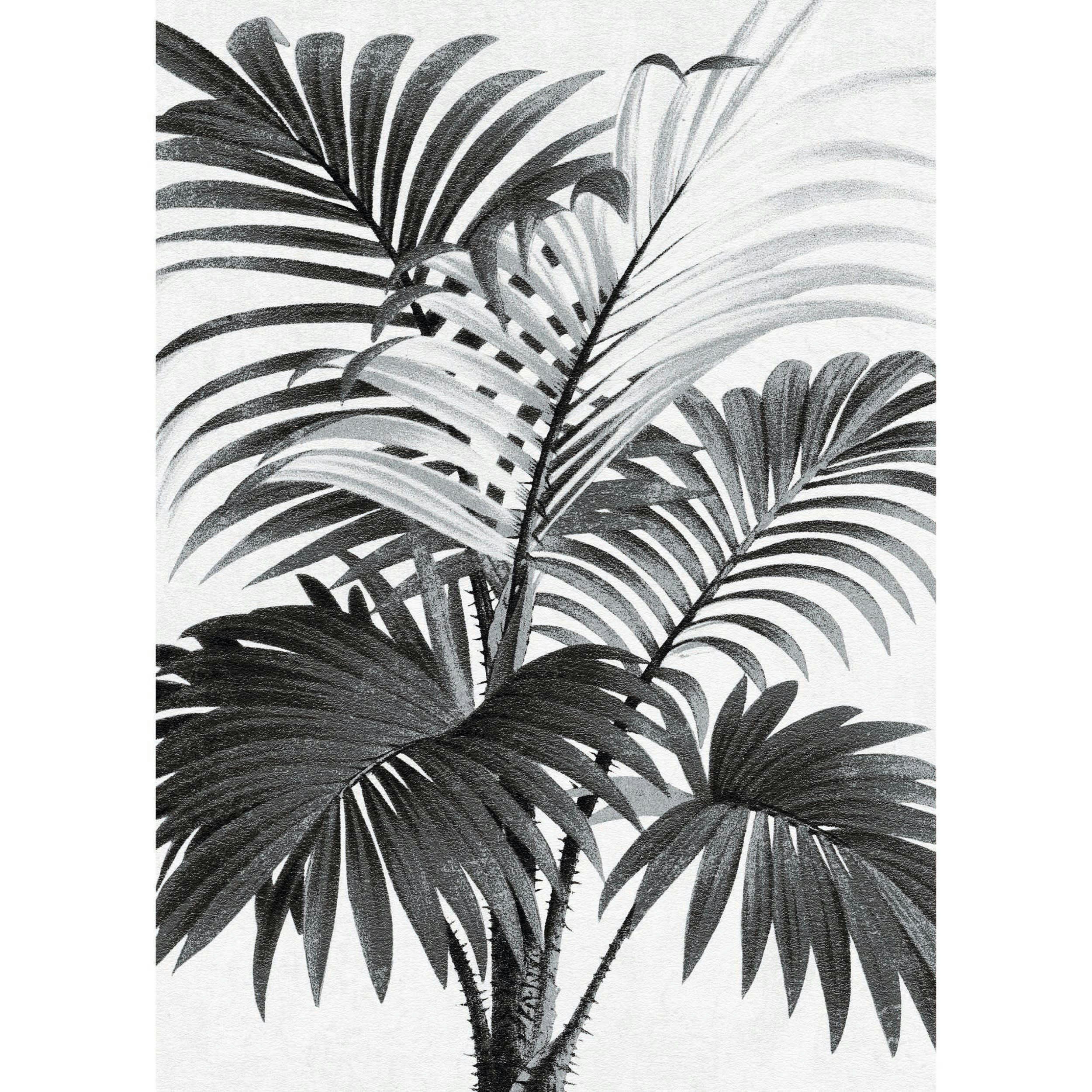PALMI - Poster en papier noir et blanc 50x70 cm