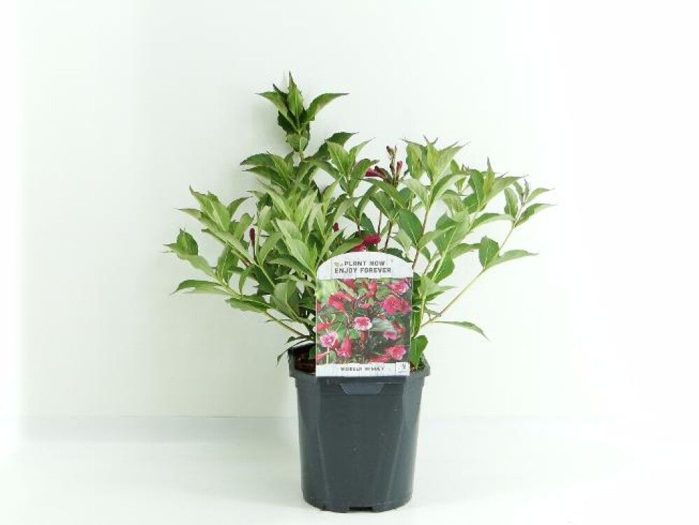 WEIGELA FLORIDA MINUET 17CM