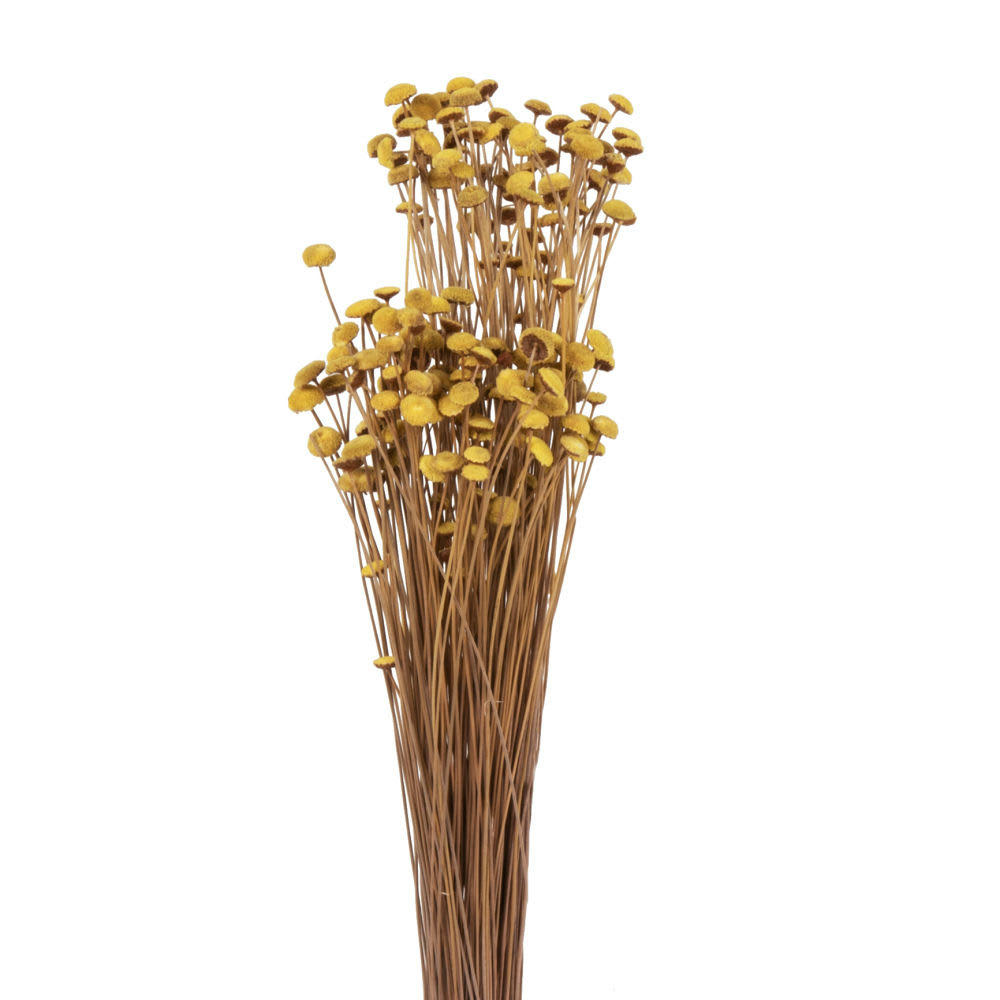 JULES - Bouquet de fleurs séchées jaunes