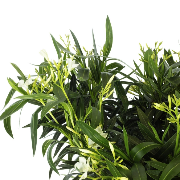 Rosenlorbeer, Nerium Oleander