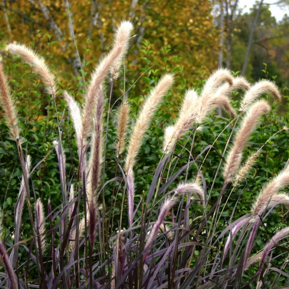 Rotes Federborstengras Pennisectum setaceum »Rubrum«