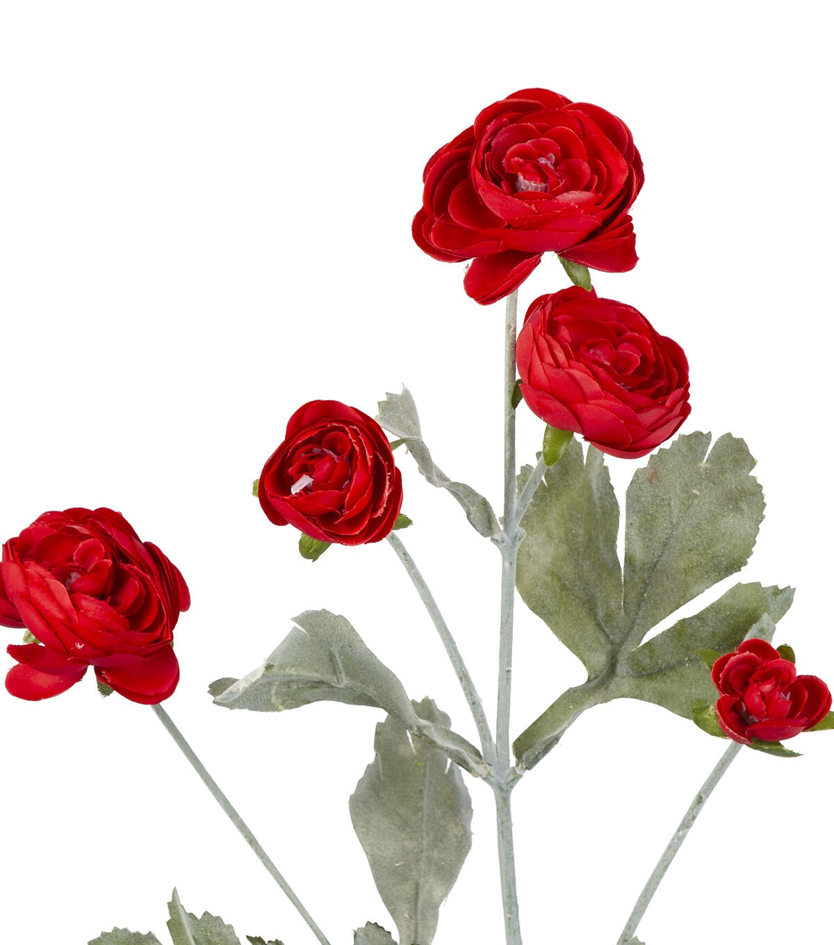 27 Burgundy Ranunculus Stem by Bloom Room