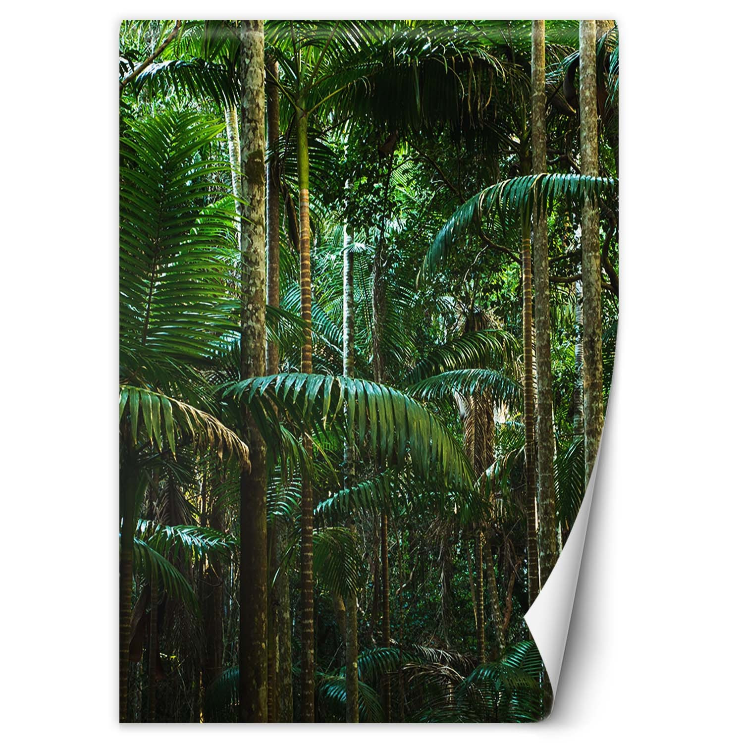 Feeby Fototapeta, Tropikalny las natura 100x140