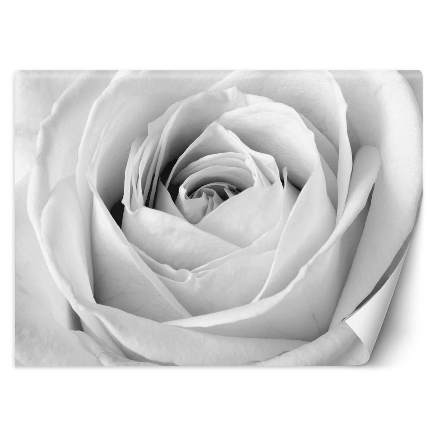 Feeby Fototapeta, Biała róża kwiaty natura 150x105