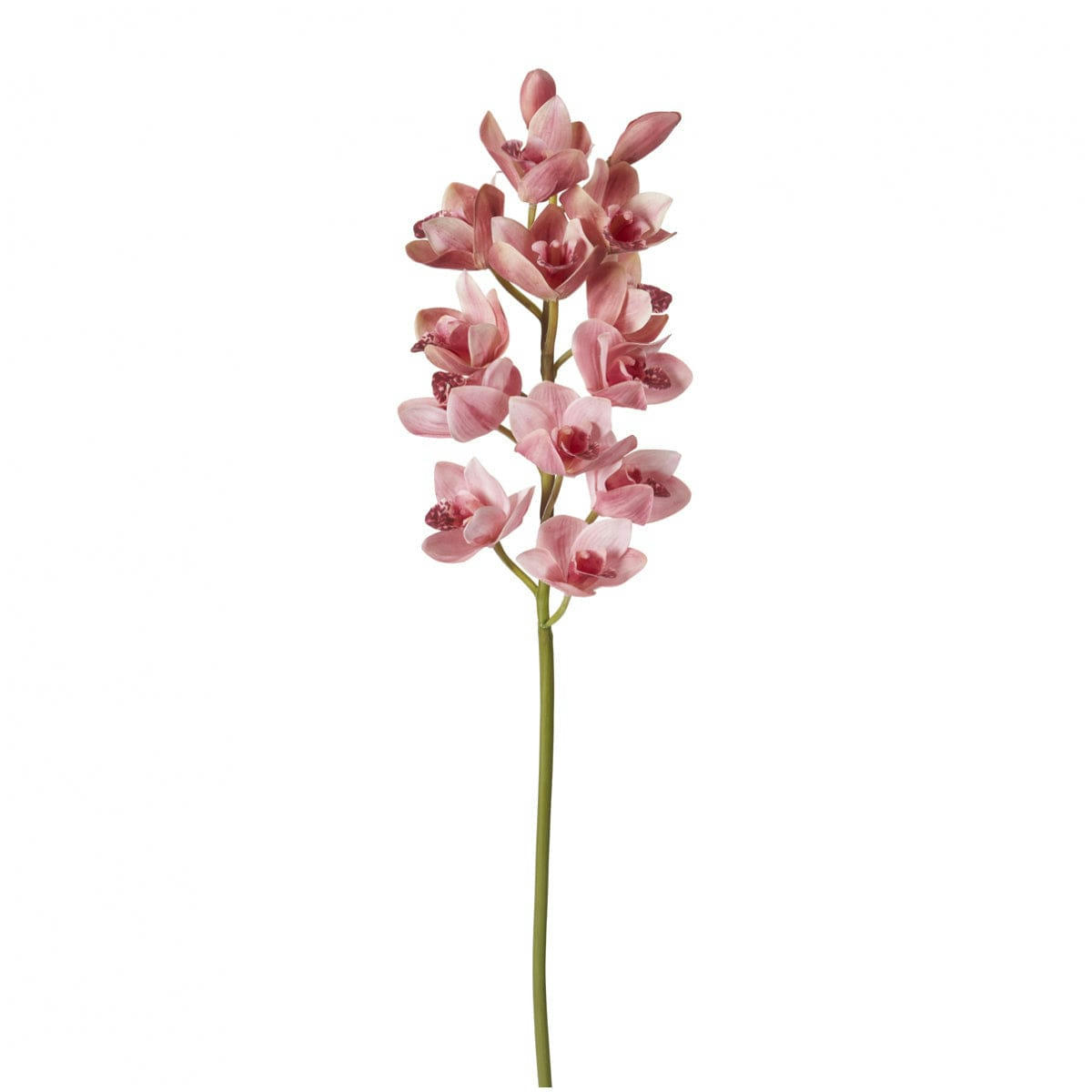 - Orchidée cymbidium H100
