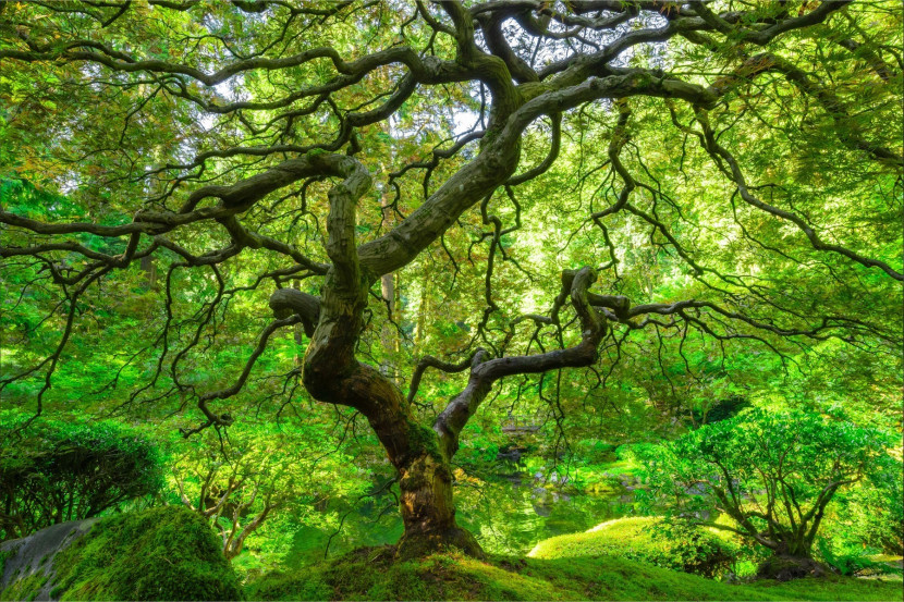 Fototapeta Ogród Japoński Natura 3D 90x60cm