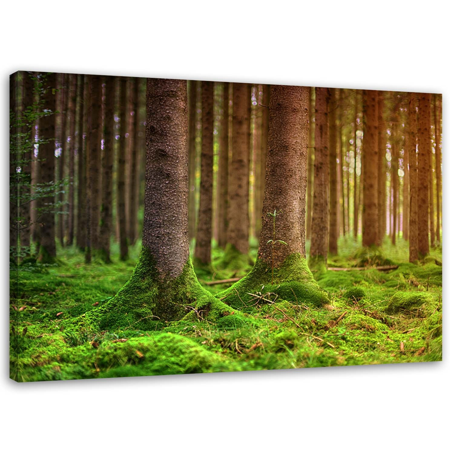 Feeby Obraz na płótnie Las drzewa mech natura 60x40