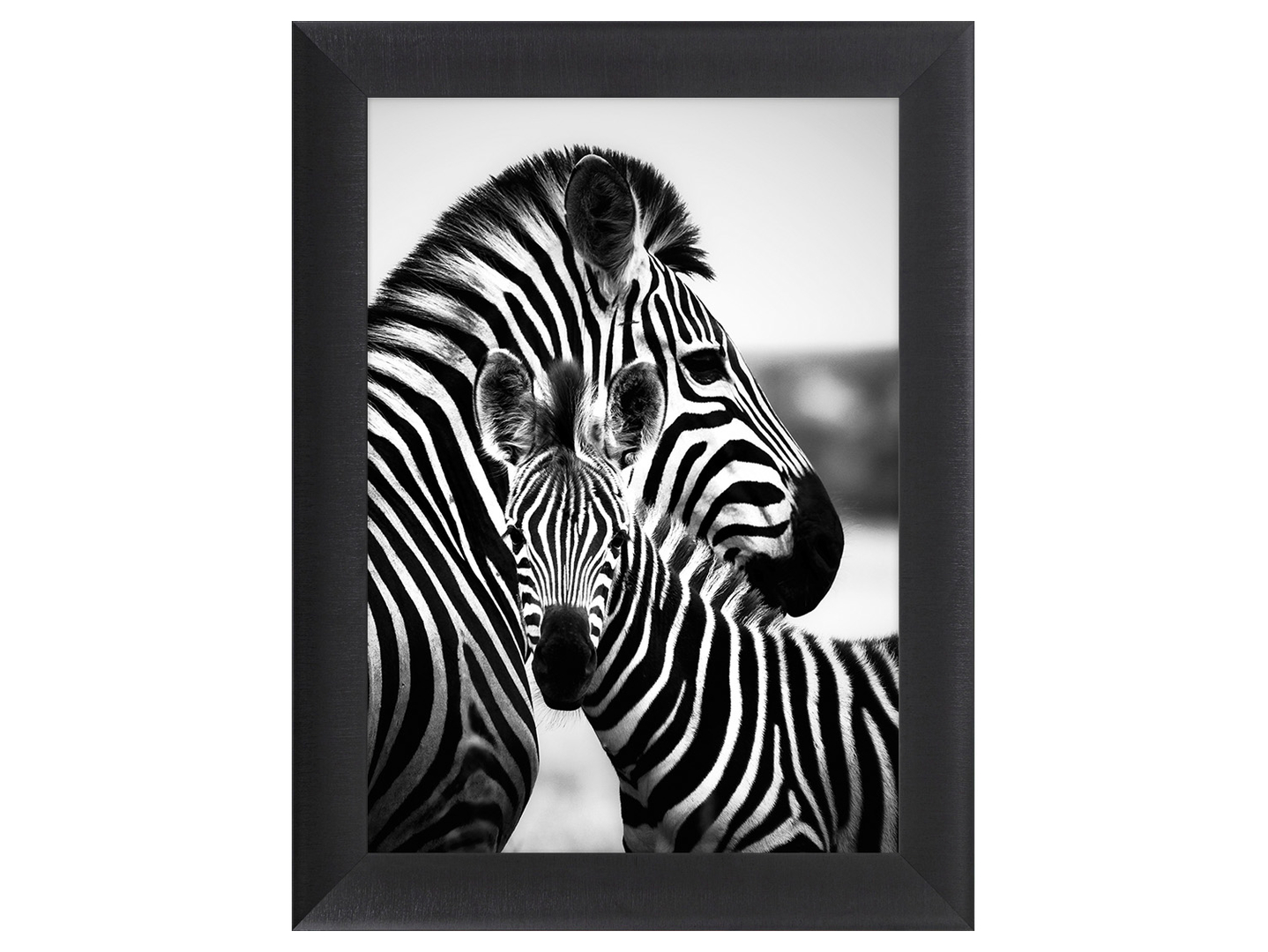 Obraz w ramie Hugging Zebras 62x82 cm