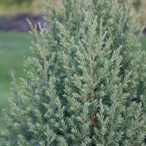 Pflanze, Gartenkrone Juniperus chinensis C 2,8, 25-30, Stricta