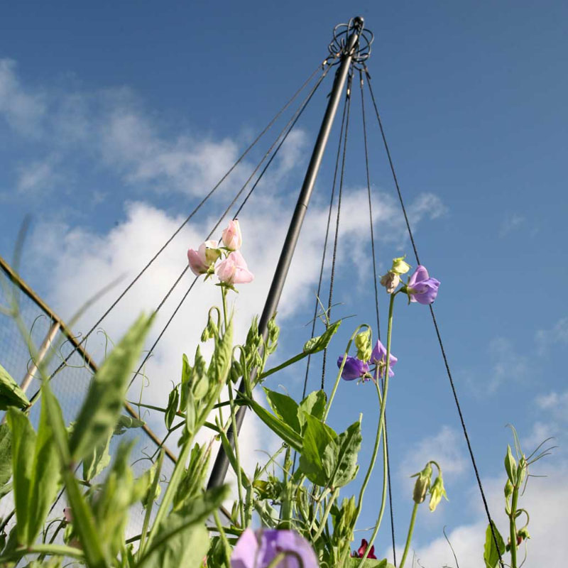 Växtstöd Maypole