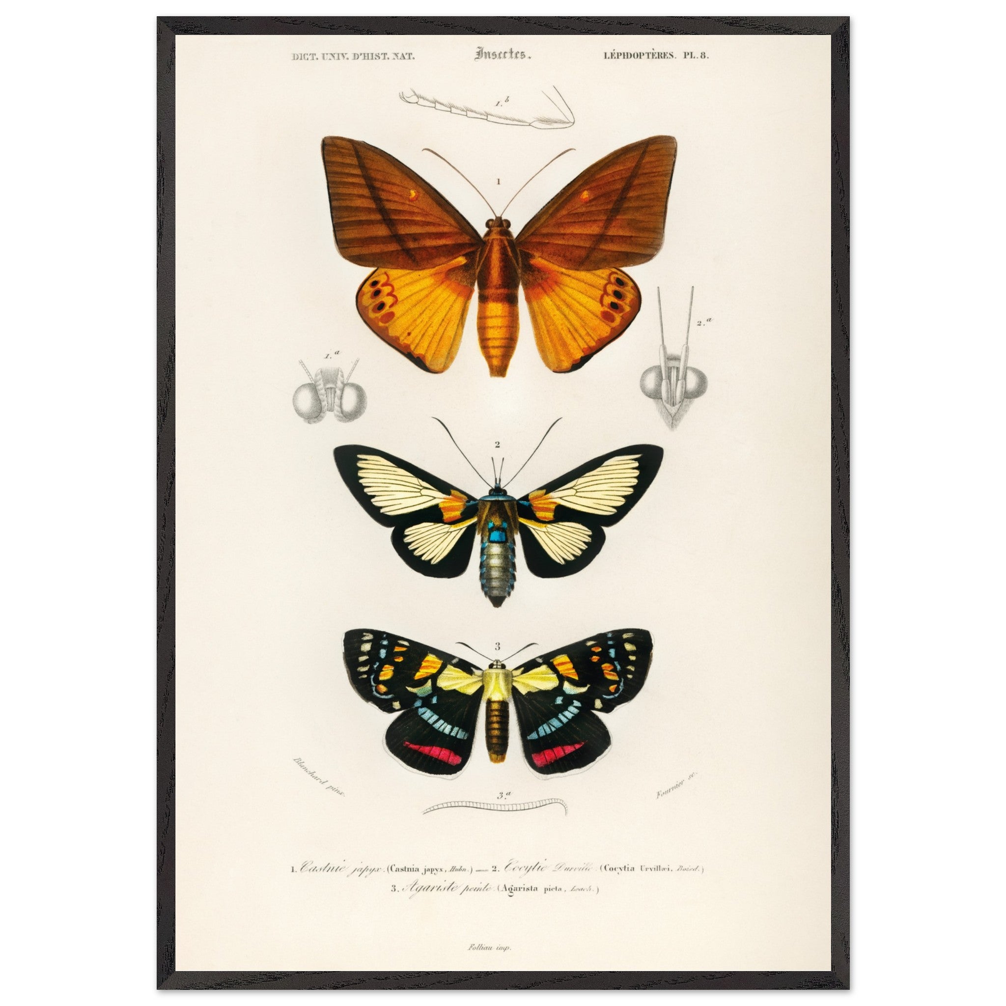 Artfulprints Poster met Lijst Charles Dessalines d'Orbigny - Collection of moths  - 70x100 cm - Oranje
