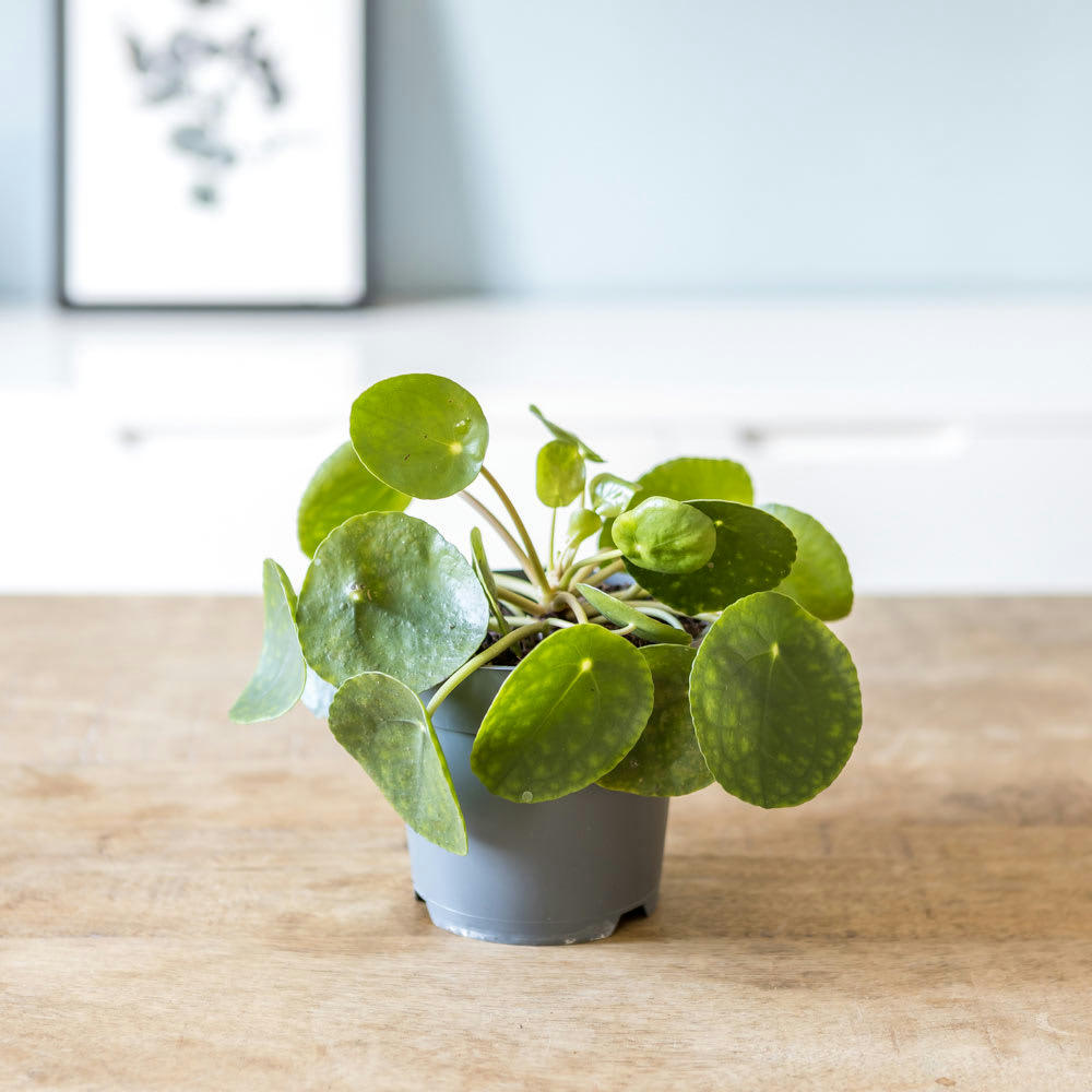 PILEA PEPEROMIOIDES - Plante porte bonheur avec cache-pot